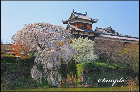 桜と郡山城跡 1枚目の画像
