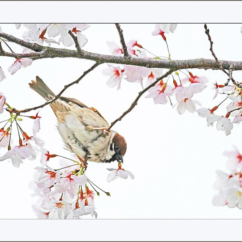 スズメに桜 写真・グラフィック マークOhara写真館 通販 9924431