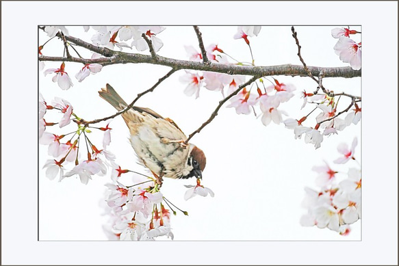手描きアート/インテリア　ミニ丸型油絵　桜とスズメ スズメに桜 写真・グラフィック マークOhara写真館 通販 9924431