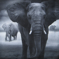 エコバッグ　KING OF WILD REPUBLIC 「AFRICAN ELEPHANT」 2枚目の画像