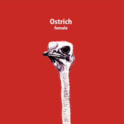 Original手帳型iPhoneケース「ダチョウ_Ostrich」 5枚目の画像