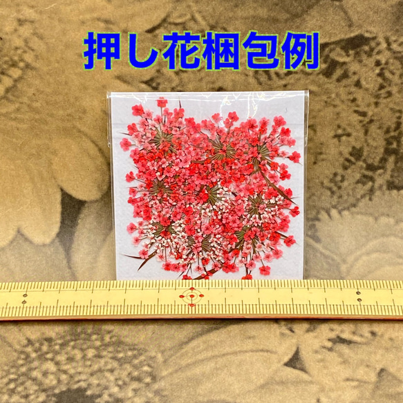 【20枚】レースフラワー の押し花（そらいろ） 3枚目の画像