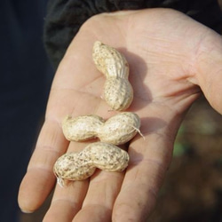【Lサイズ】Biscotti di Chiba peanuts（千葉県産ピーナッツ）140g（国産小麦100％） 5枚目の画像