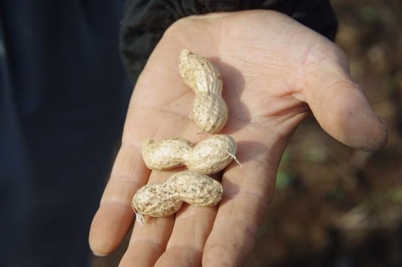 【Mサイズ】Biscotti di Chiba peanuts（千葉県産ピーナッツ）70g（国産小麦100％） 5枚目の画像