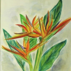 絵画 インテリア 水彩画 額絵 花の絵 ストレリチア 1枚目の画像
