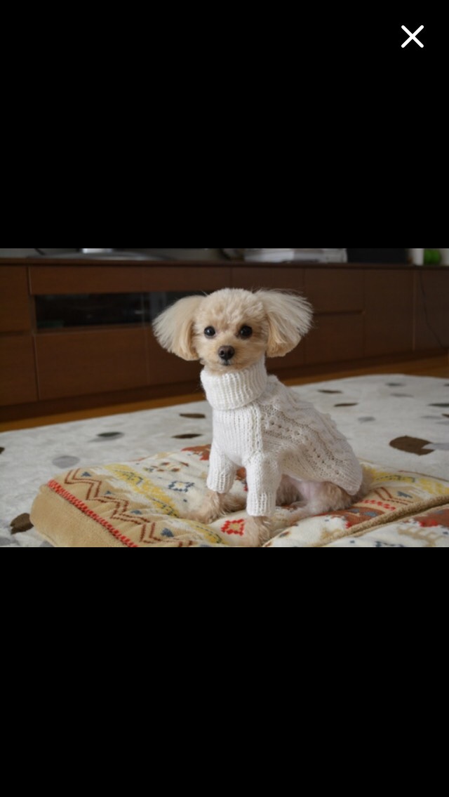 小さいワンちゃんのダイヤ柄アランセーター