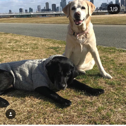 大型犬セーター④ 2枚目の画像