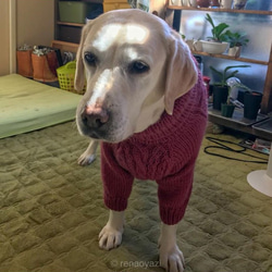 大型犬ラグラン袖セーター 2枚目の画像