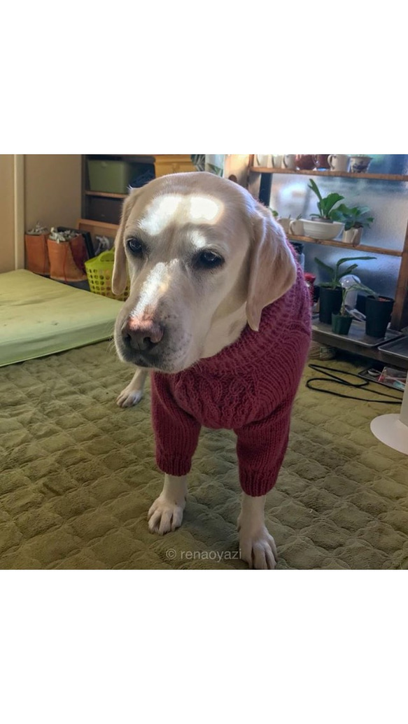 大型犬ラグラン袖セーター 2枚目の画像