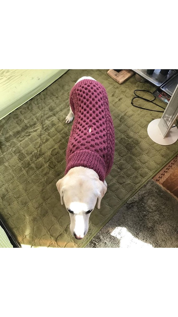 大型犬ラグラン袖セーター 3枚目の画像