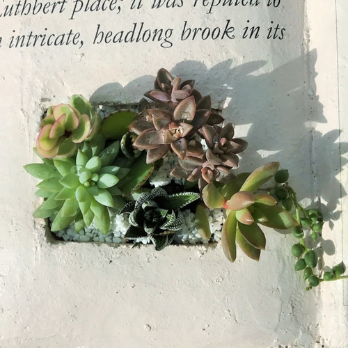 BOOK型プランター(絵：ゼラニウム) 多肉植物の寄せ植え その他