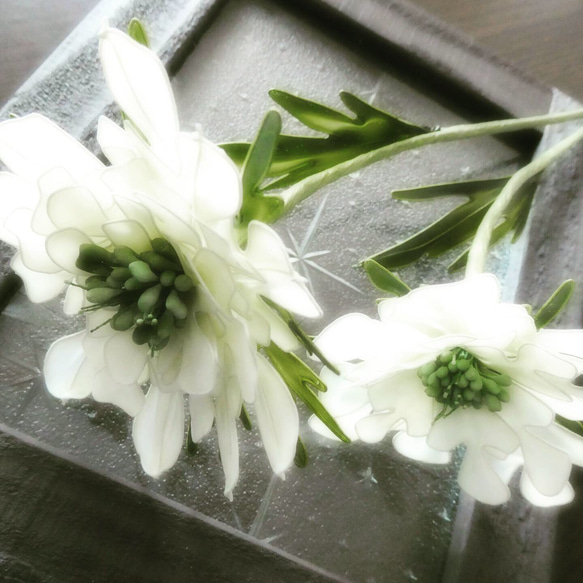 季節の花・アネモネ２本セット・アイボリー 3枚目の画像