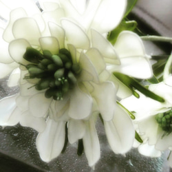 季節の花・アネモネ２本セット・アイボリー 4枚目の画像