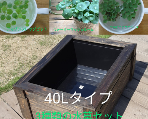 ビオトープ&水草セット 40Lタイプ ハウス・小屋 武めだか 通販