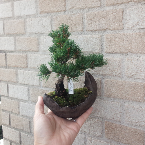 三河盆栽　五葉松　盆栽　九重 三河盆栽 五葉松 盆栽 九重 三河盆栽 五葉松 盆栽 九重