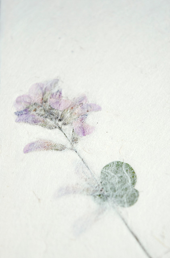 お花を贈る【植物入り和紙カード】ハギの花｜封筒・メッセージカード付 2枚目の画像