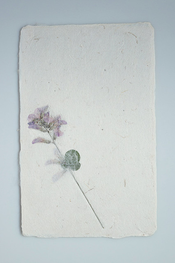 お花を贈る【植物入り和紙カード】ハギの花｜封筒・メッセージカード付 3枚目の画像