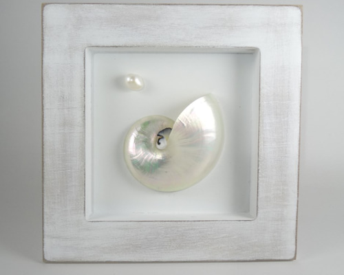 生きてる化石オウム貝 オウム貝シェルフレーム 時計回りと逆 MS その他