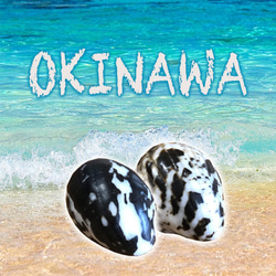 天然貝殻　ピアス　沖縄　海　アクセサリー　白黒 2枚目の画像