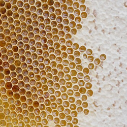 小さじ１杯（7ｇ）の国産はちみつ（使いやすいスティックタイプ）50本 3枚目の画像