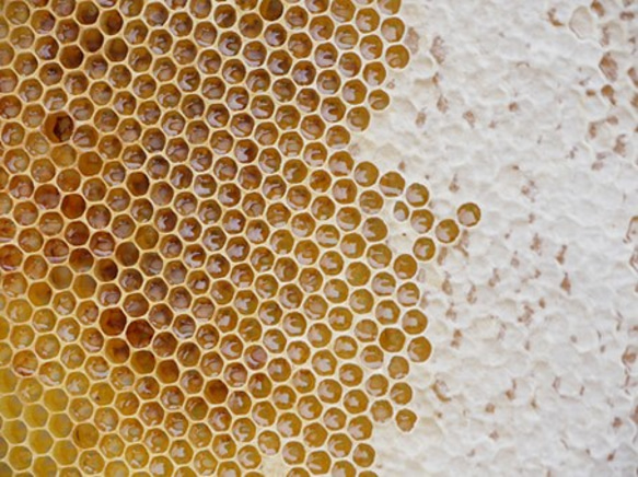 小さじ１杯（7ｇ）の国産はちみつ（使いやすいスティックタイプ）50本 3枚目の画像