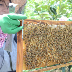 小さじ１杯（7ｇ）の国産はちみつ（使いやすいスティックタイプ）50本 4枚目の画像