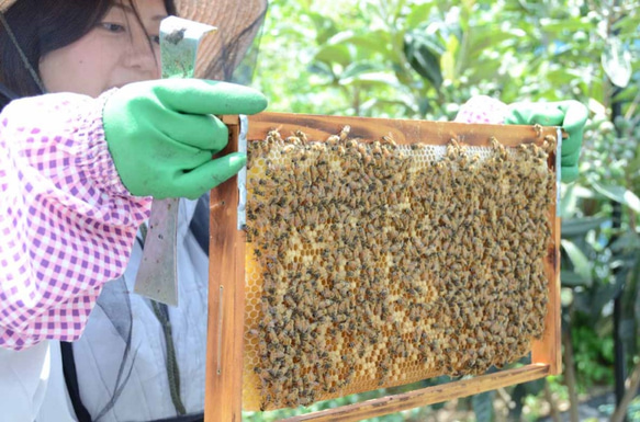 小さじ１杯（7ｇ）の国産はちみつ（使いやすいスティックタイプ）50本 4枚目の画像