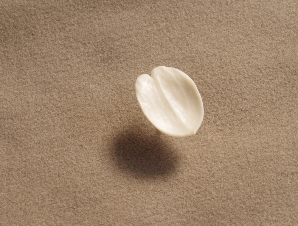 鹿角の花びら タックピン　受注制作