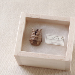 日本のどんぐりシリーズ　スダジイの木彫タックピン 受注制作 5枚目の画像