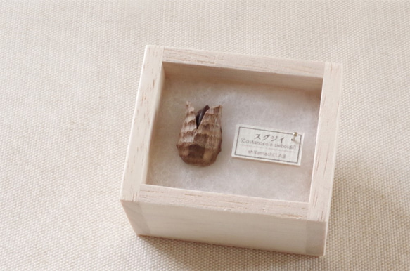 日本のどんぐりシリーズ　スダジイの木彫タックピン 受注制作 5枚目の画像
