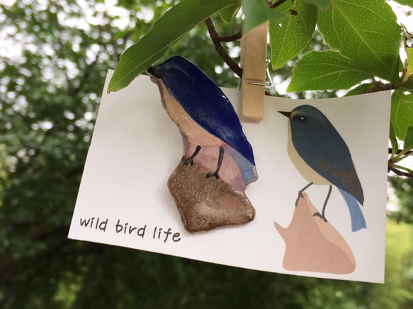 wild bird life　ブローチ　ルリビタキ 1枚目の画像