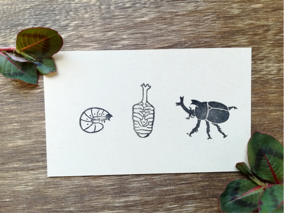 【定形外送料無料】小さなカブトムシの成虫・サナギ・幼虫/3点セット☆消しゴムはんこ 3枚目の画像