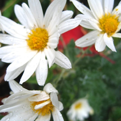 Chrysanthemum・ユビワ 5枚目の画像