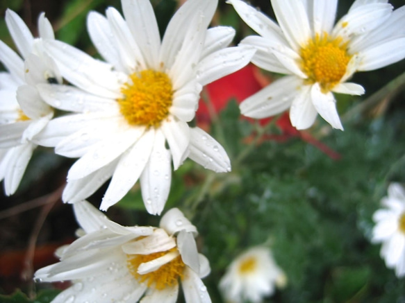 Chrysanthemum・ユビワ 5枚目の画像