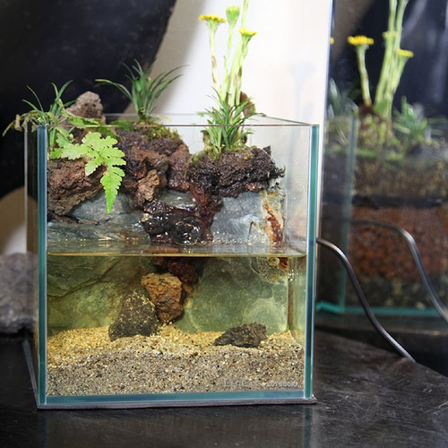 せせらぎ と 水中 湧水 のある 20cmキューブ水槽 苔リウム