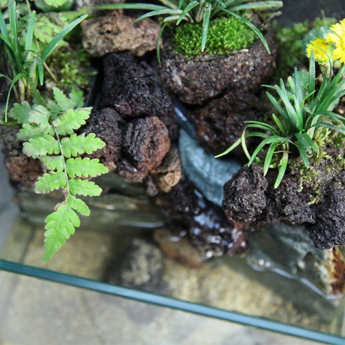 せせらぎ と 水中 湧水 のある 20cmキューブ水槽 苔リウム