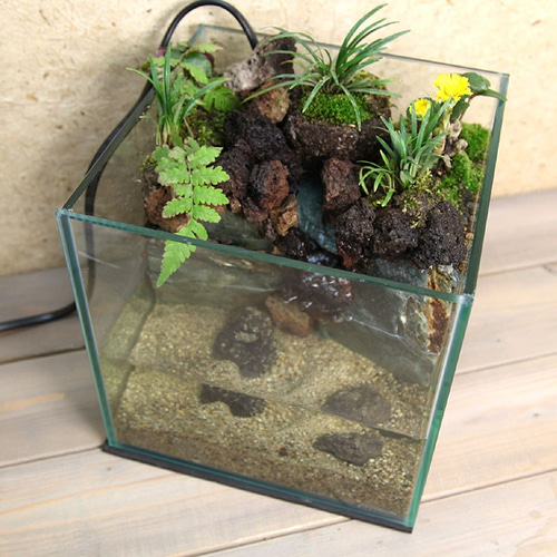 せせらぎ と 水中 湧水 のある 20cmキューブ水槽 苔リウム