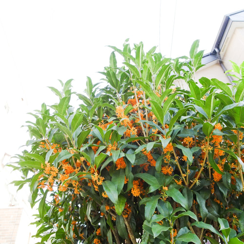 キンモクセイ ドライフラワー（2025年収穫） 【生活の木】金木犀《2025