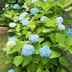 紫陽花の器　猫さんがいます　～無着色紫陽花～ 10枚目の画像