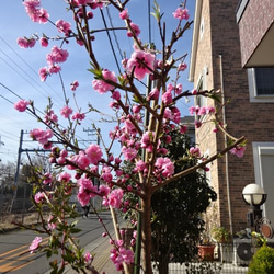桃の花のドライフラワー 3枚目の画像
