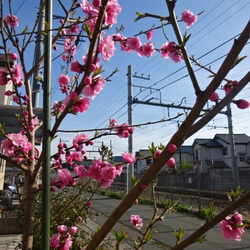 桃の花のドライフラワー 4枚目の画像