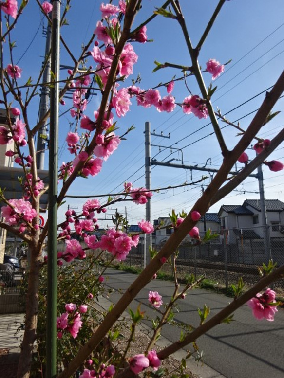 桃の花のドライフラワー 4枚目の画像