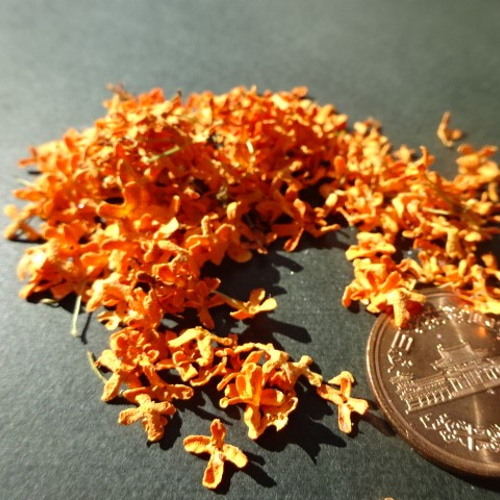 金木犀のドライフラワー キンモクセイ 注：個数制限有 その他素材 まみ