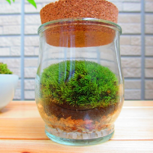 苔テラリウム*モステラ ヤマゴケ×コルク瓶 テラリウム MOSS SAKU 通販