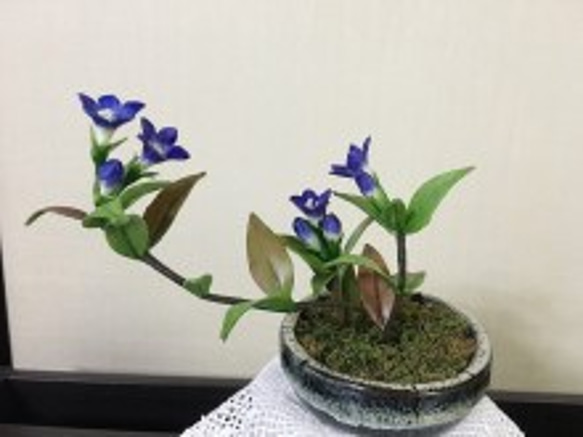 枯れない鉢植えりんどう 1枚目の画像