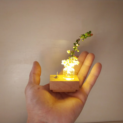 照亮植物的小燈“植物” 第1張的照片