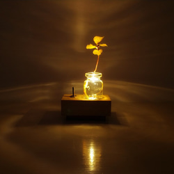 照亮植物的小燈“植物” 第2張的照片