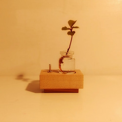 照亮植物的小燈“植物” 第3張的照片