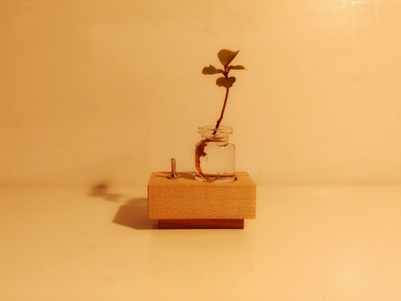 照亮植物的小燈“植物” 第3張的照片