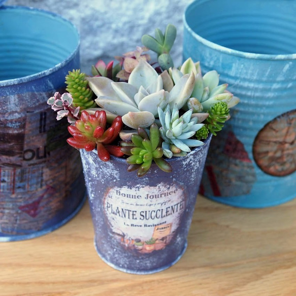 多肉植物寄せ植え *＊アンティーク＆シャビー風のオリジナルリメイク缶 